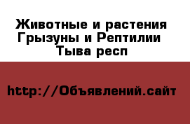 Животные и растения Грызуны и Рептилии. Тыва респ.